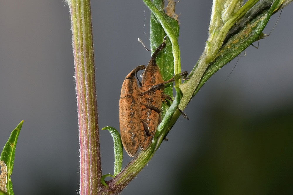 Curculionidae su Artemisia:  Lixus (Dilixellus) fasciculatus